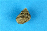 藏品(草蓆鐘螺)的圖片